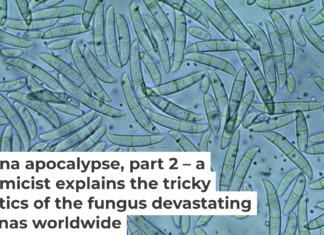 Fusarium oxysporum spores can remain hardy in soil for decades. Andrii Volosheniuk/iStock via Getty Images Plus